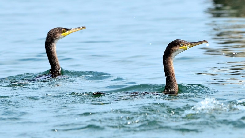 Marangone dal ciuffo